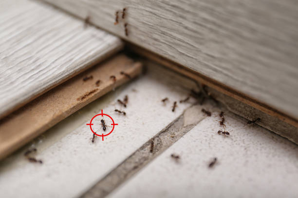 Wasp Removal Services in Morrisonville, NY