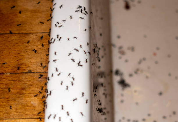 Best Wasp Removal Services  in Morrisonville, NY