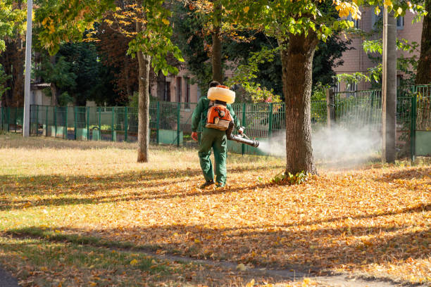 Best Flea Control Services  in Morrisonville, NY